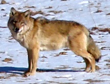 Photographie d'un loup debout sur un terrain enneigé, tournant la tête vers la caméra