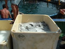 Refroidissement du poisson par glace pompable