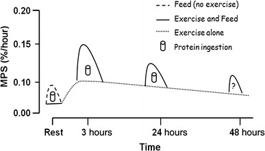 Graphique de la synthèse des protéines musculaires en fonction du temps