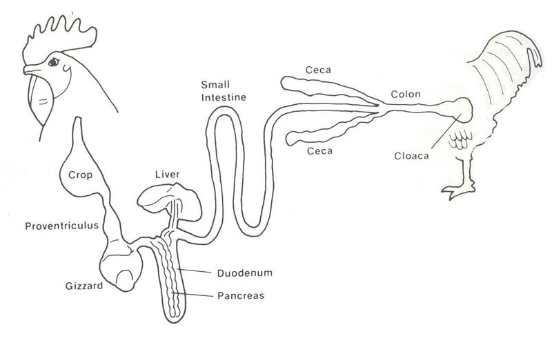 Anatomie générale du système digestif des oiseaux. Le proventricule est situé au début du tube digestif et est associé au gésier.