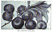 Image de Prunus simonii
