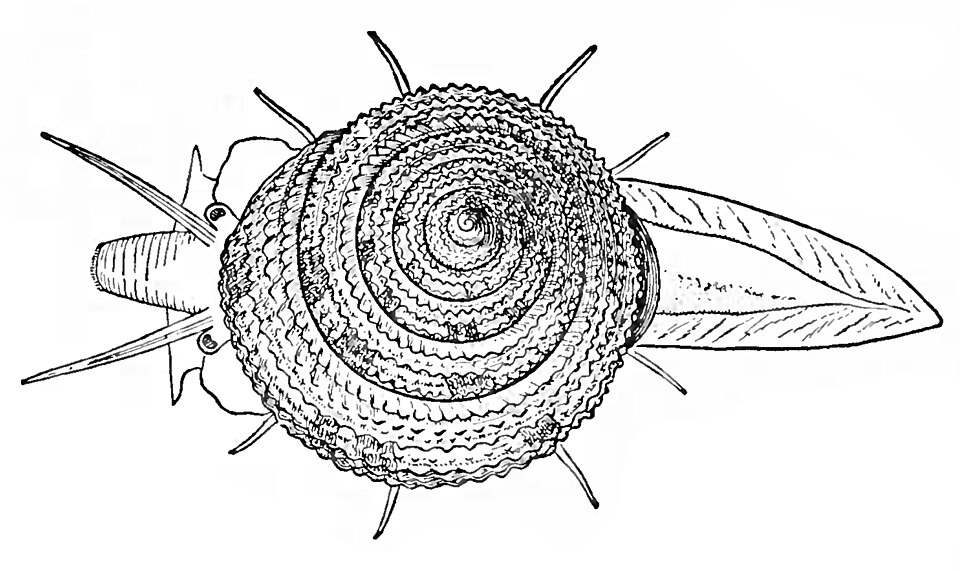 Cette vue dorsale de l'animal vivant Calliostoma bairdii montre également une vue apicale de sa coquille