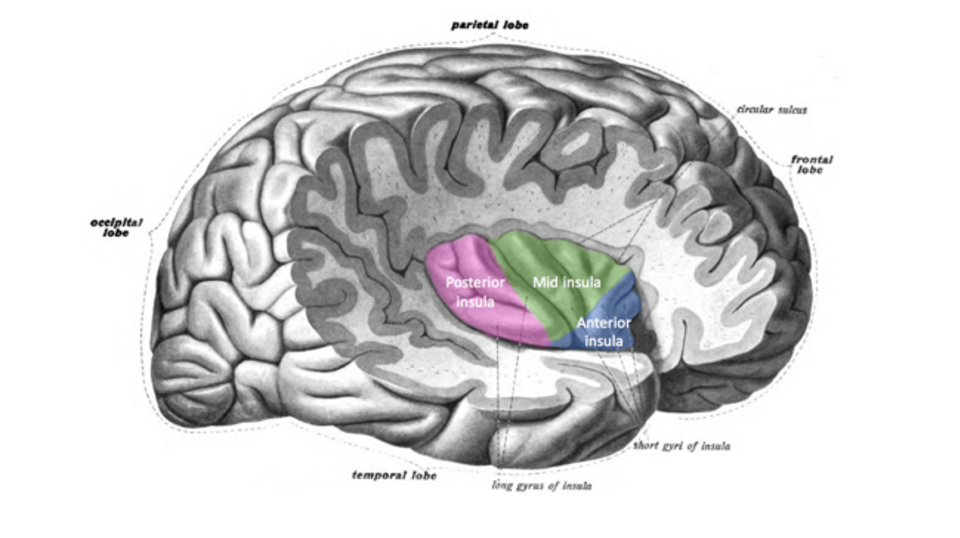 Localisation et structure du cortex insulaire