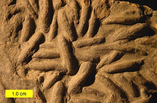 Lockeia des schistes de Chagrin (Dévonien supérieur) du nord-est de l'Ohio. Il s'agit d'un exemple de trace fossile du groupe éthologique Fugichnia.