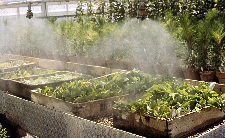 Enracinement de boutures de bois tendre sous brumisation