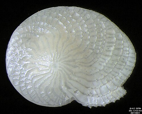 Foraminifères Heterostegina depressa, largeur du champ 4,4 mm