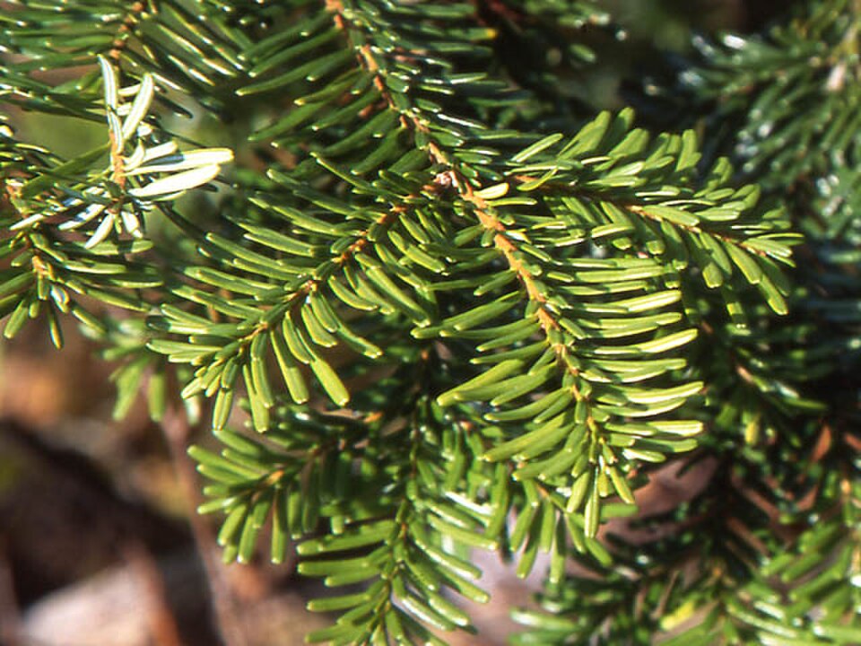 La plupart des sapins présentent une morphologie intermédiaire entre les sapins plats et les sapins à port radial, souvent avec des feuilles plus longues sur les côtés et des feuilles plus courtes au-dessus du rameau ; ici, *A. mariesii* au Japon
