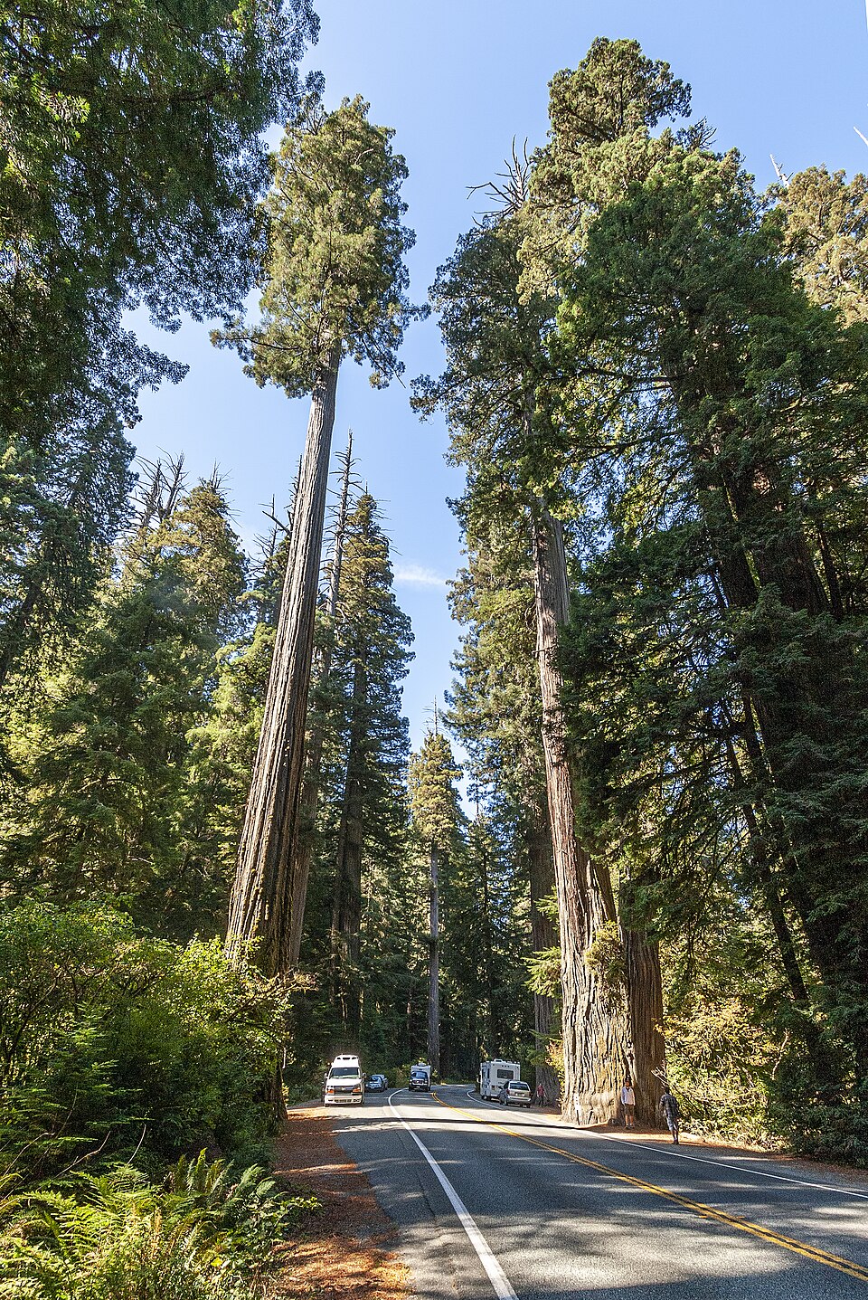 Le plus grand : le Sequoia sempervirens peut atteindre une hauteur de 116,07 mètres (380,8 pieds).