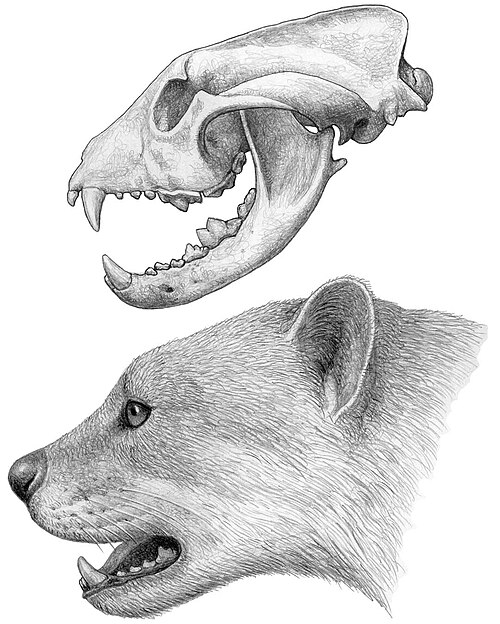 Dessin d'un crâne (ci-dessus) et d'une tête (ci-dessous) d'un animal éteint