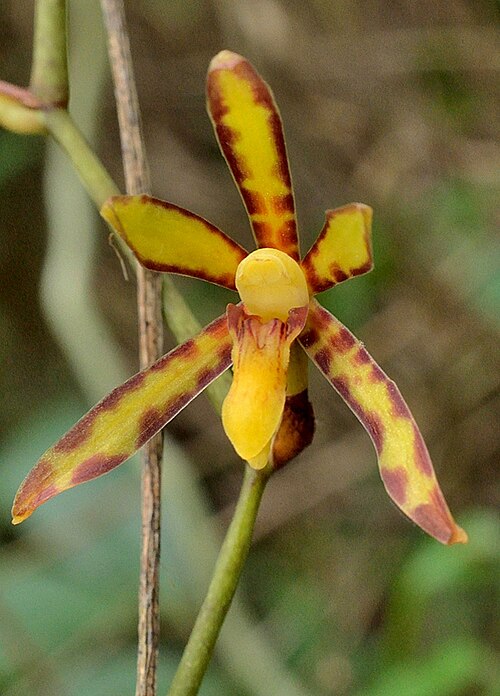 Détail d'une fleur d'Arachnis labrosa