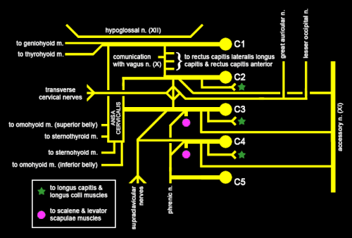 Schéma du plexus cervical.
