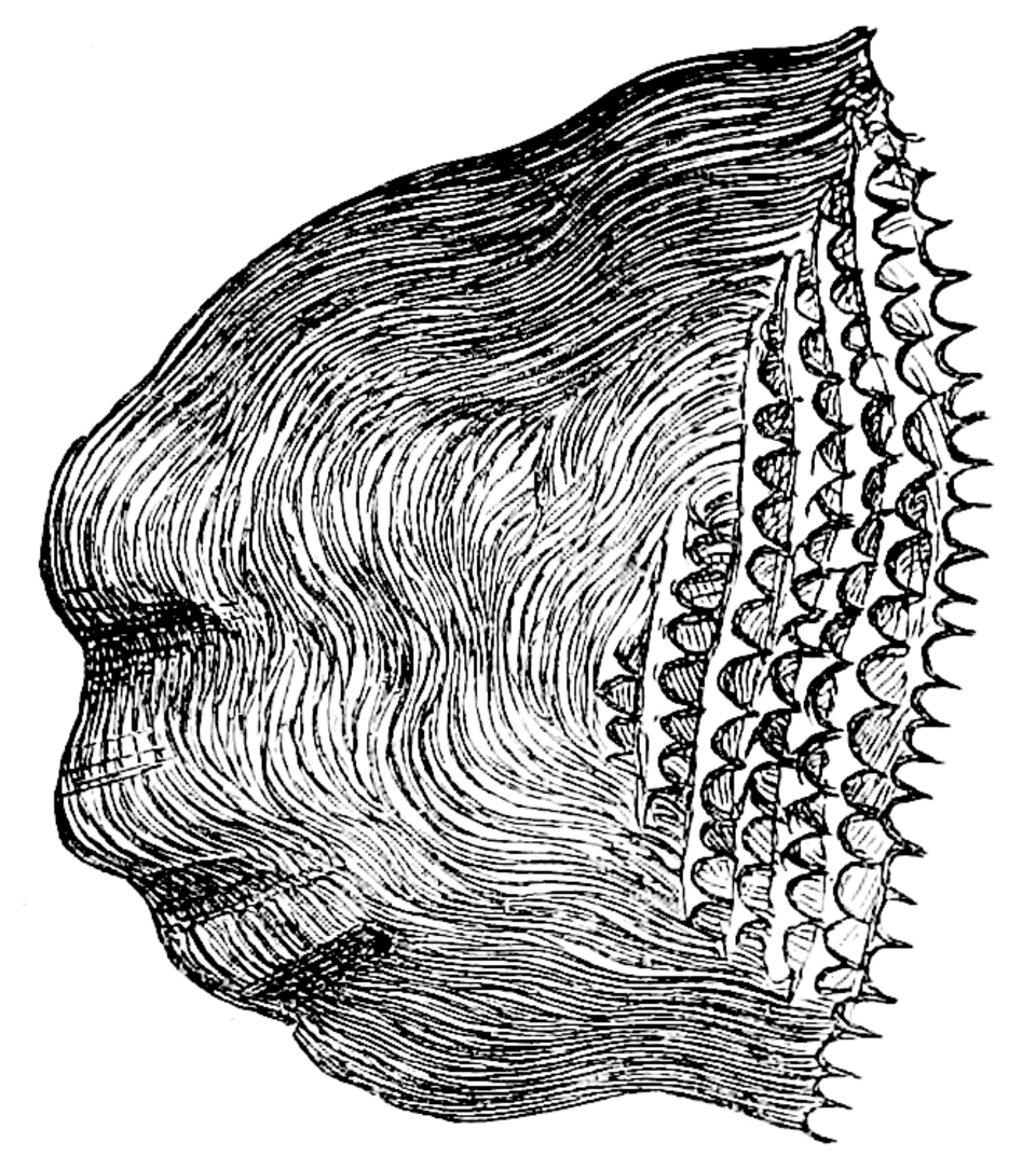 scat
