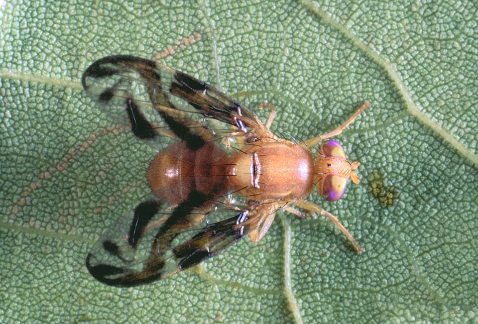 Anastrepha suspensa, une mouche des fruits des Caraïbes