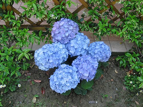 Hydrangea macrophylla, fleurs