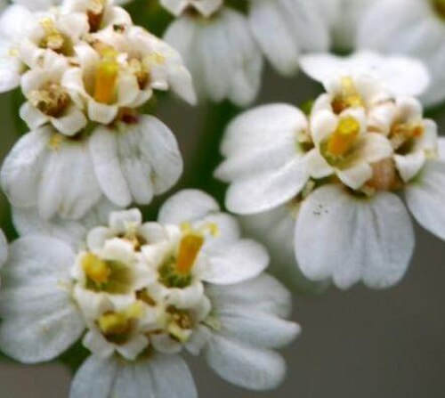 Gros plan extrême de fleurs
