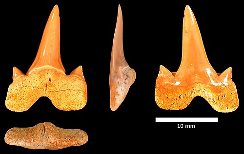 Dent Cretalamna appendiculata, Formation Menuha.