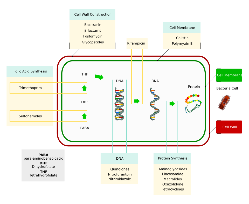 Cibles moléculaires des antibiotiques sur la cellule bactérienne