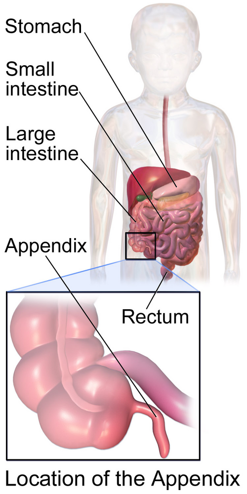 Illustration illustrant l'emplacement de l'appendice chez un enfant