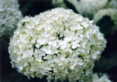 Hydrangea macrophylla, fleurs
