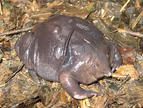Grenouille violette