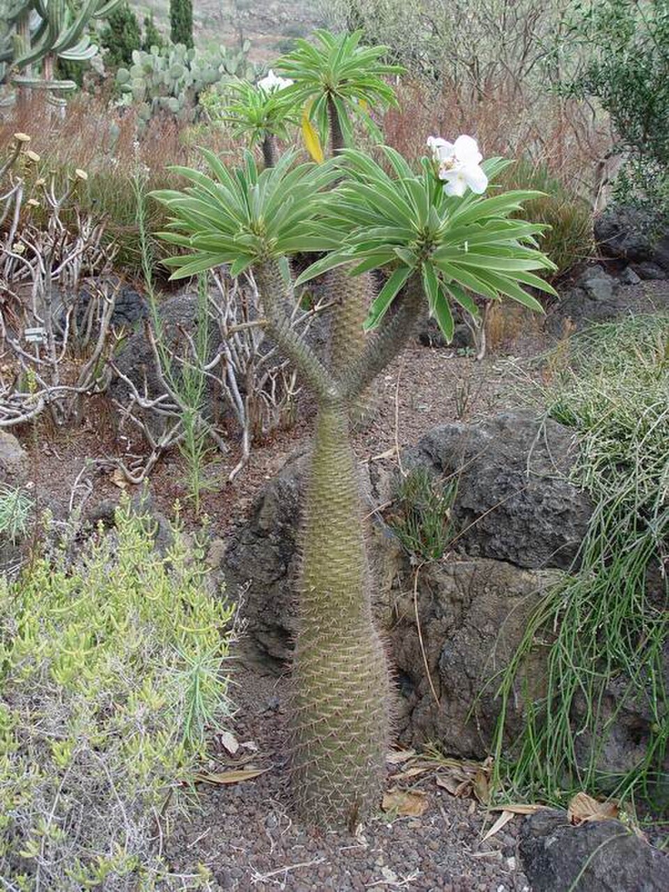 Pachypodium lamerei en fleur