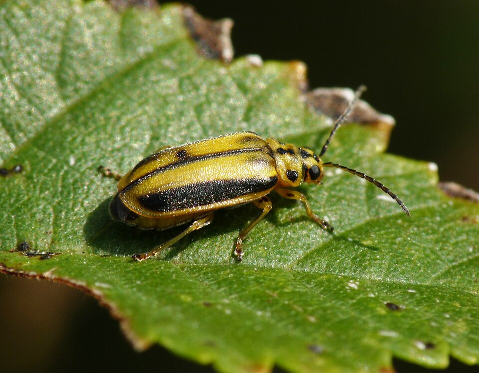 Le chrysomèle de l'orme Xanthogaleruca luteola, qui cause de graves dommages au feuillage de l'orme