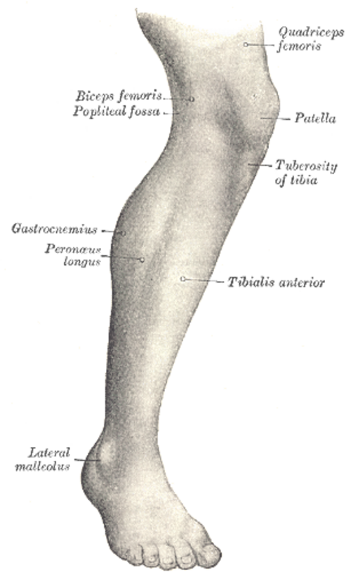 Vue latérale de la jambe droite