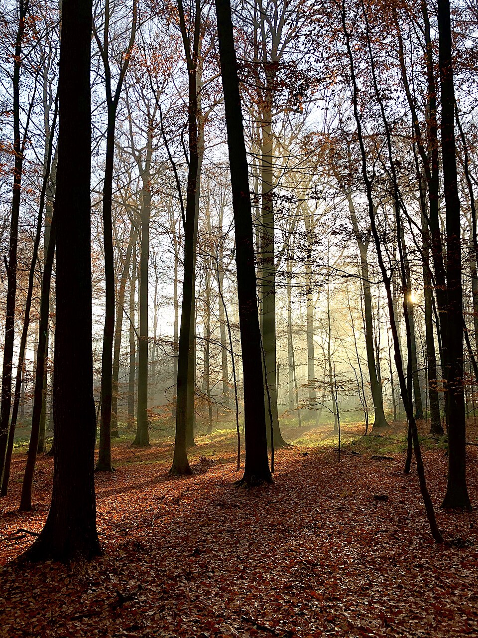 Sonian Forest