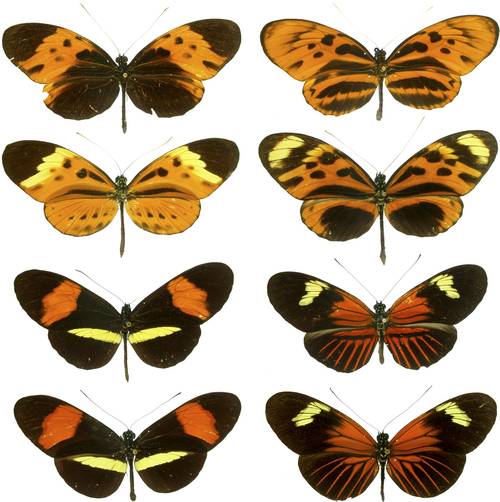 Heliconius met en garde les prédateurs avec une imitation müllérienne.[102]