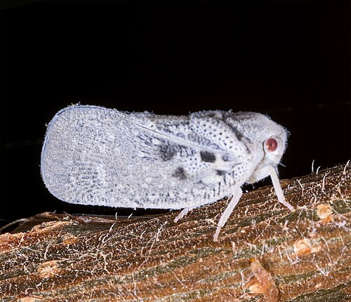 Metcalfa pruinosa (Flatidae)