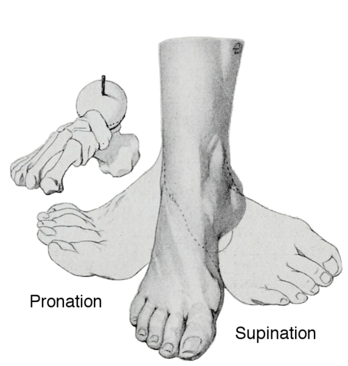 Supination et pronation du pied