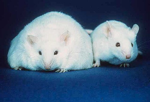 Deux souris blanches avec des oreilles de taille similaire, des yeux noirs et un nez rose. Le corps de la souris de gauche est cependant environ trois fois plus large que celui de la souris de taille normale de droite.