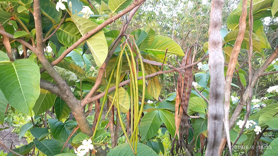 Holarrhena pubescens