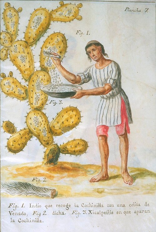 Originaire d'Amérique centrale, il récoltait des cochenilles sur un cactus pour fabriquer une teinture rouge (1777)