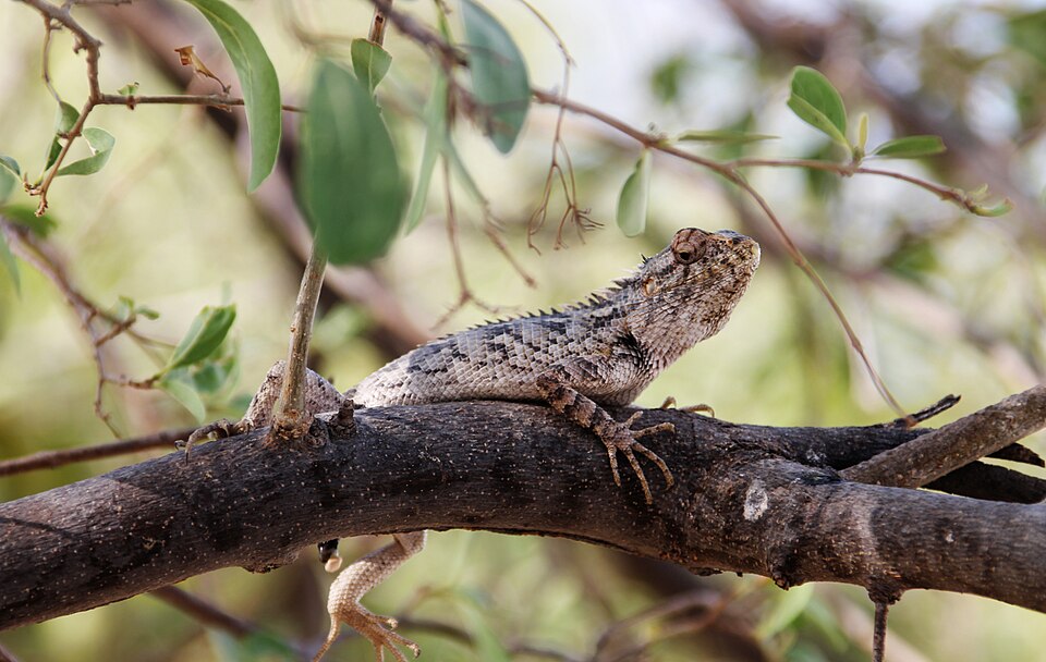 Un lézard du désert du Thar