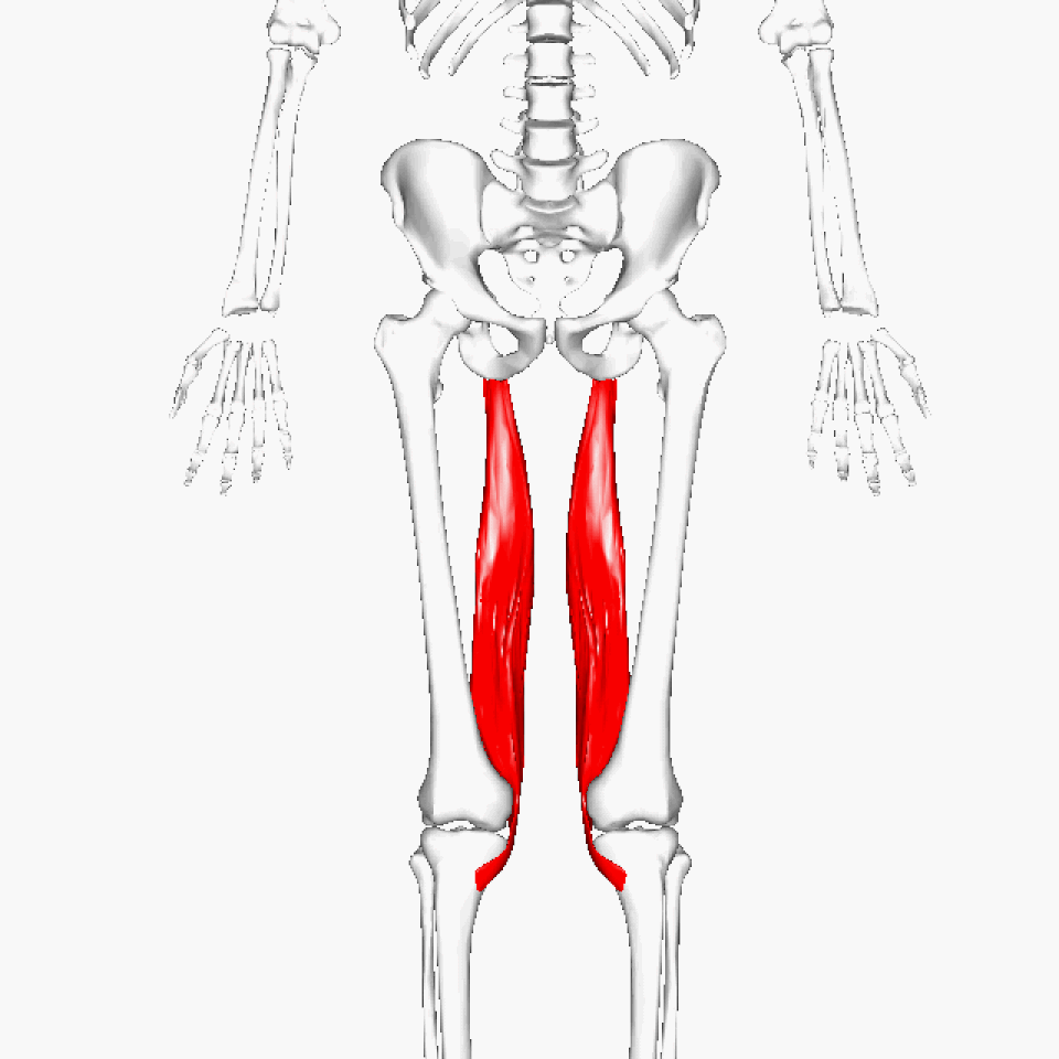 muscle semi-membraneux