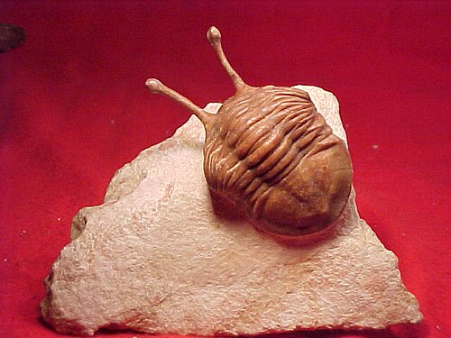Un trilobite perminéralisé, Asaphus kowalewskii