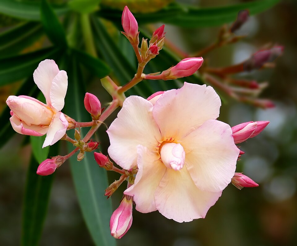 Fleurs couleur pêche