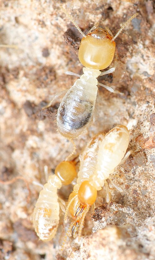 À l'intérieur du nid du termite champignonniste Ancistrotermes