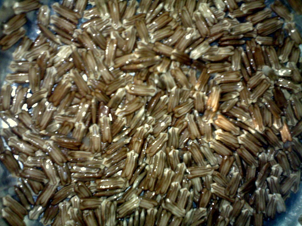 graines de calebasse