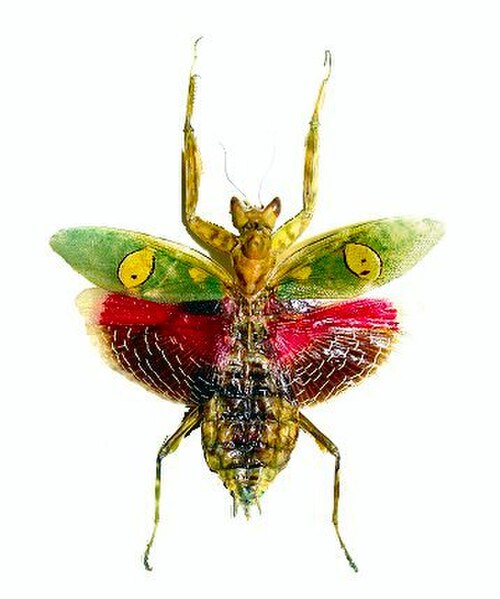 La mante fleur joyau, Creobroter gemmatus : les ailes aux couleurs vives s'ouvrent soudainement dans un affichage déimatique pour surprendre les prédateurs.