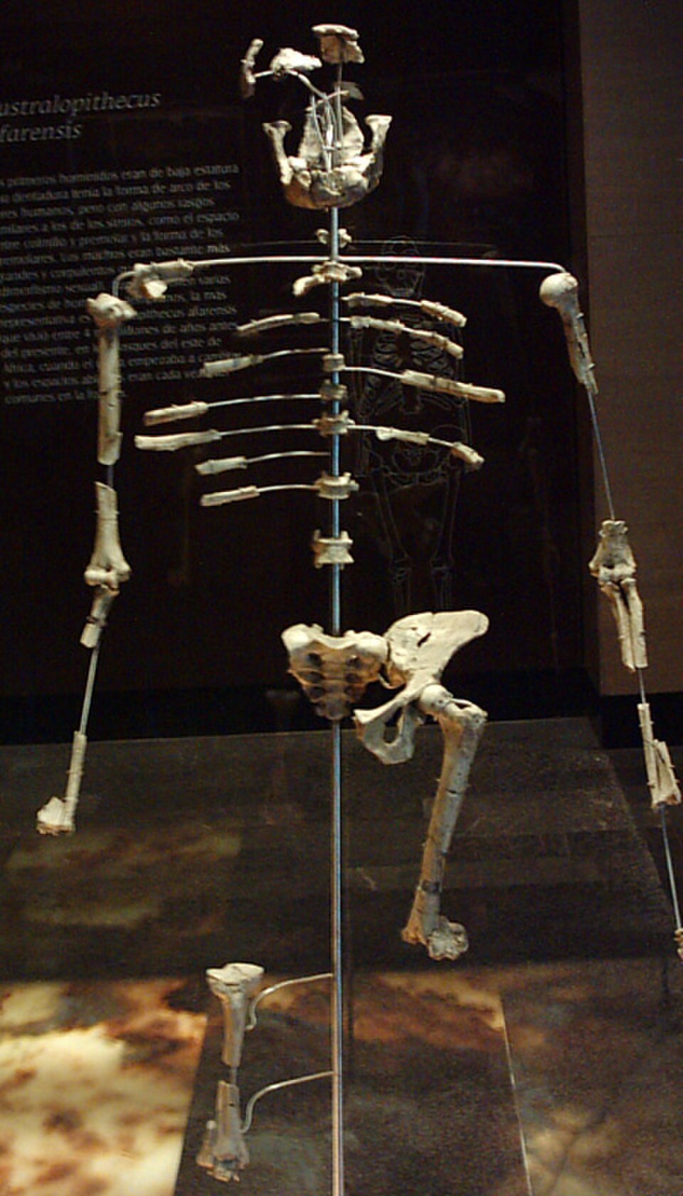 Photo du squelette d'une hominine en position debout, exposé dans un musée