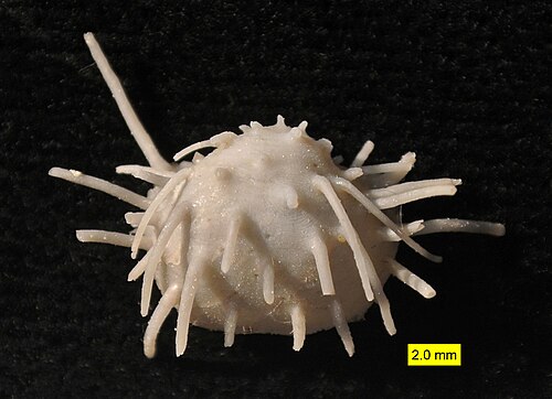 Valve ventrale du brachiopode productide ; Roadien, Guadalupien (Permien moyen) ; Glass Mountains, Texas.