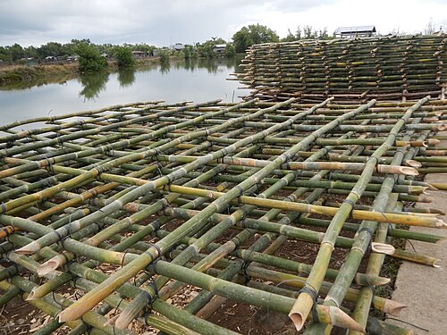 Radeau en bambou utilisé pour l'élevage et la propagation des moules (Abucay, Bataan, Philippines)