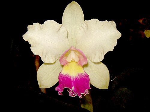 Rhyncholaeliocattleya 'Carnaval de Nobile'