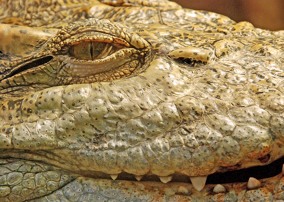 Un crocodile avec de fines pupilles fendues verticalement