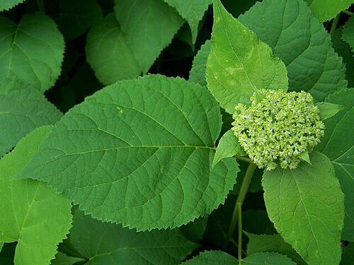 Hortensia sauvage vs. Annabelle (Hydrangea arborescens)