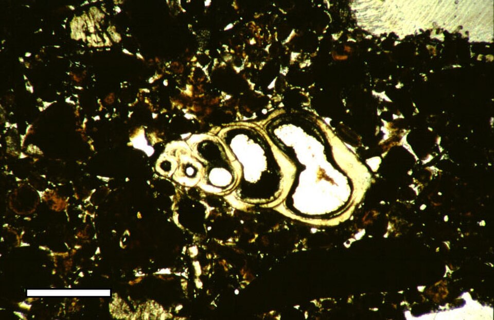 Coupe mince en lumière polarisée plane d'une coquille de gastéropode microscopique, provenant d'un sédiment lagunaire holocène de Rice Bay, île de San Salvador, Bahamas. Barre d'échelle 500 μm.