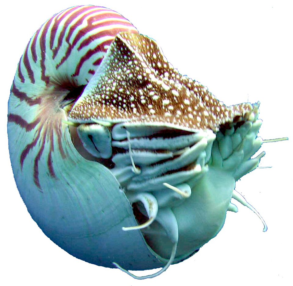 Un nautile en spirale dans une mer bleue