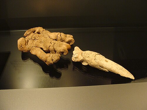 Phalange terminale d'un paresseux terrestre Scelidotherium